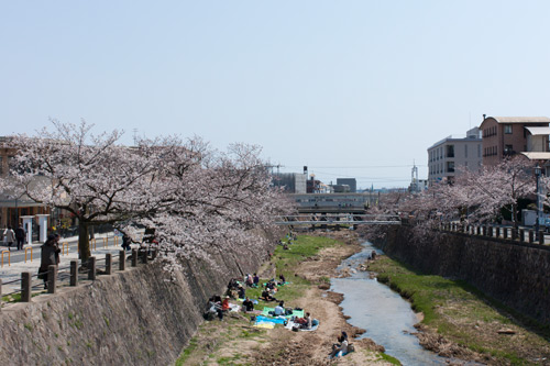 芦屋川 桜