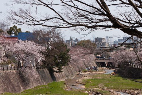 芦屋川 桜