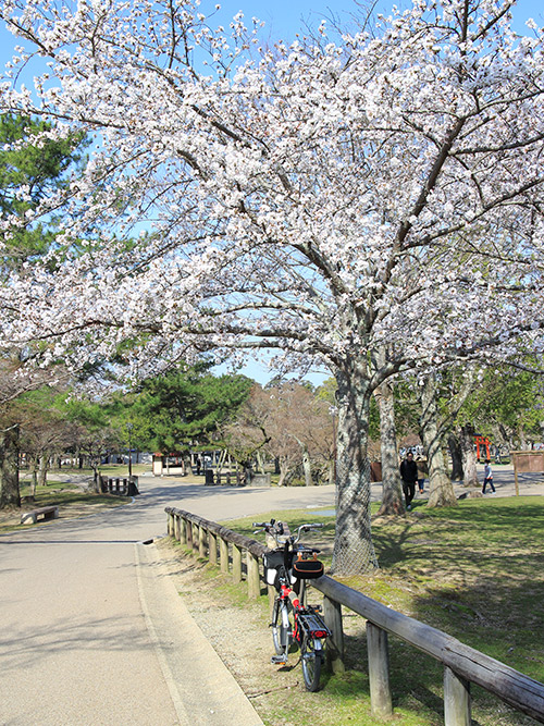 奈良公園 桜 2013