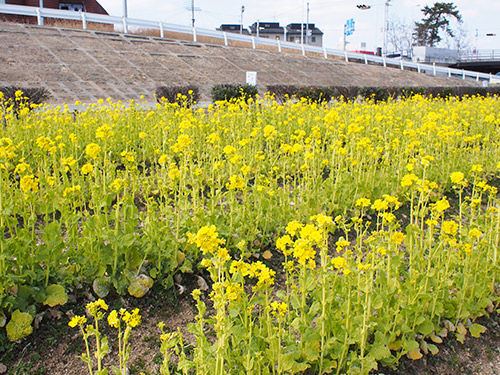 武庫川CR 菜の花