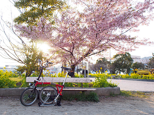 灘浜緑地の桜2014