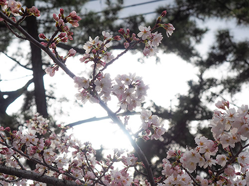 夙川の桜 2014