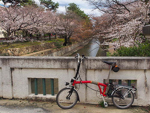 夙川の桜 2014