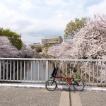 桜とバスケットとよもやま