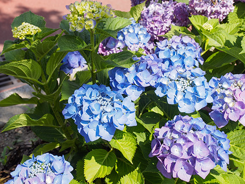 小曽根線の紫陽花