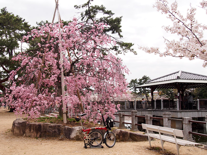 深田池公園 桜 2015