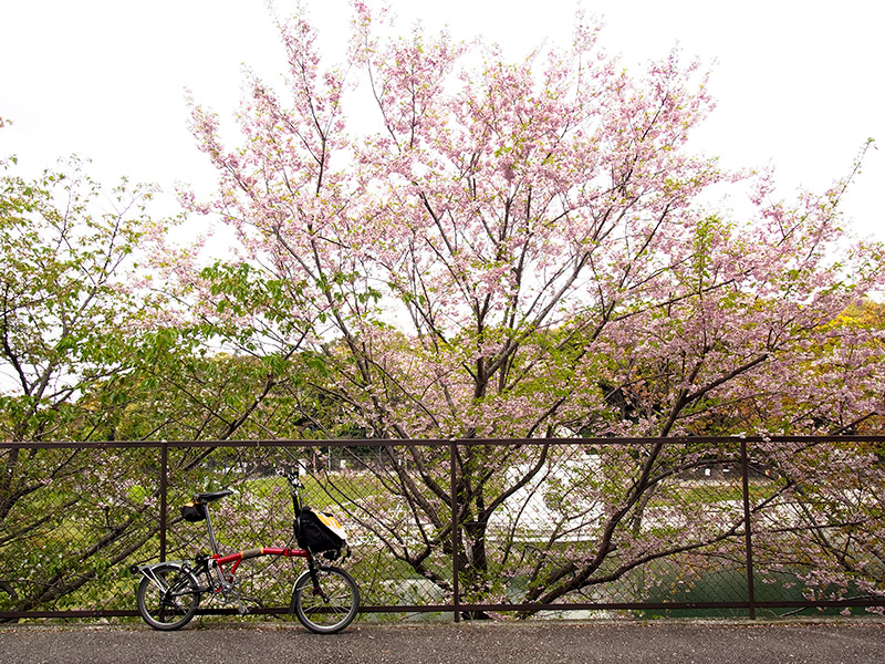 ニテコ池 桜 2015