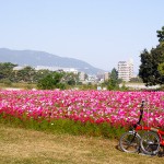 武庫川コスモス園、スーパーハード