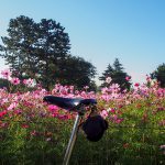 2016武庫川コスモス園1