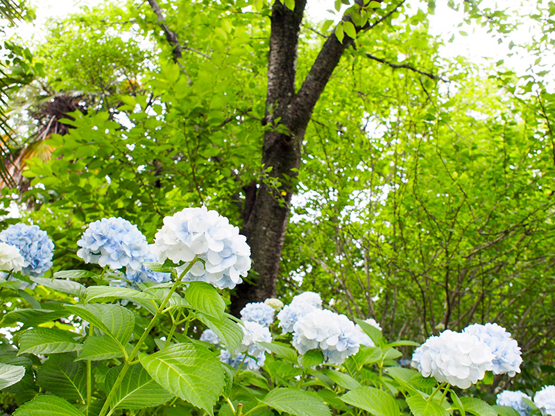 緑ヶ丘公園 紫陽花 2017