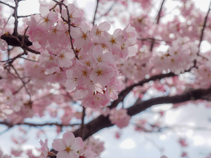 天神川の桜 2019