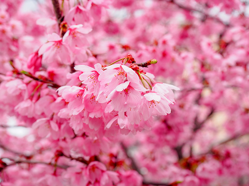 天神川の桜 2019
