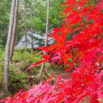 丹波紅葉三様3