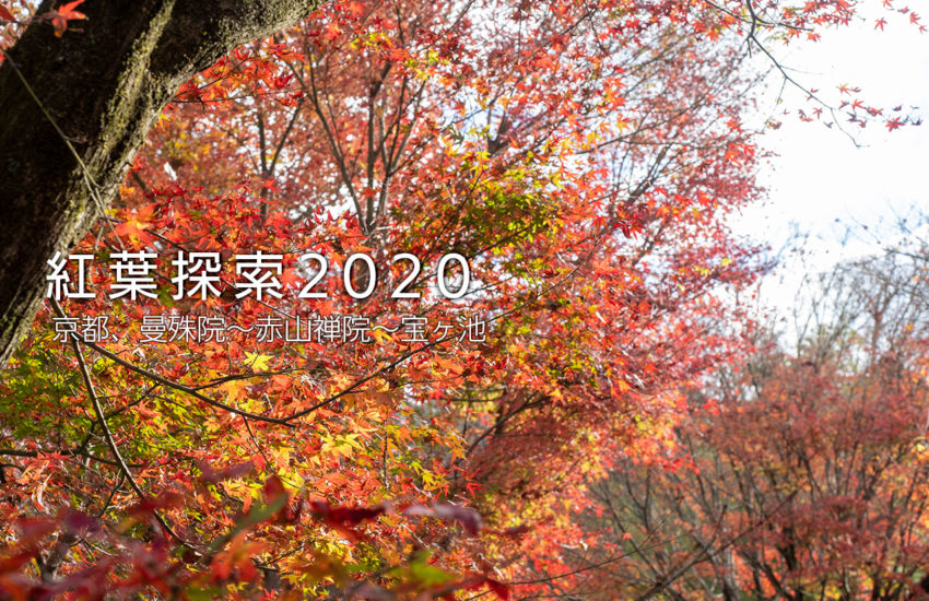 京都 紅葉 2020