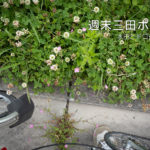 週末三田ポタ