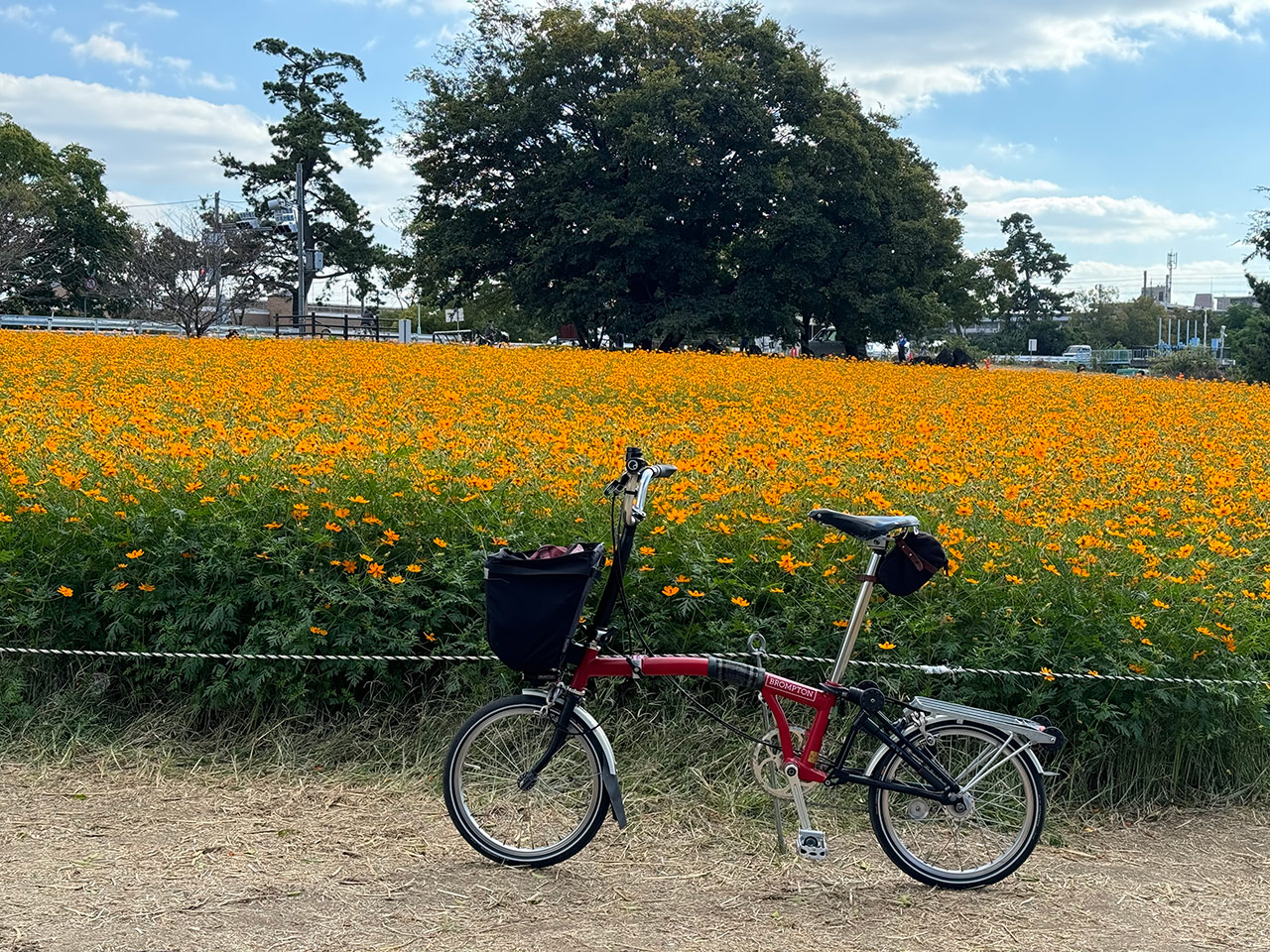 髭の渡しコスモス園 2024